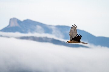 Bearded Vulture (Gypaetus barbatus) photographed in Spain