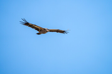 Griffon vulture (Gyps fulvus) photographed in Spain