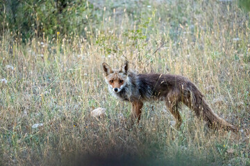Common fox (Vulpes vulpes) photographed in Spain