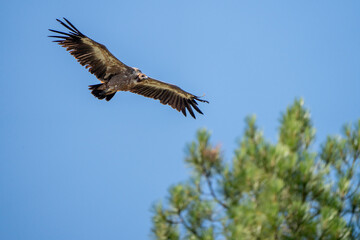 Griffon vulture (Gyps fulvus) photographed in Spain