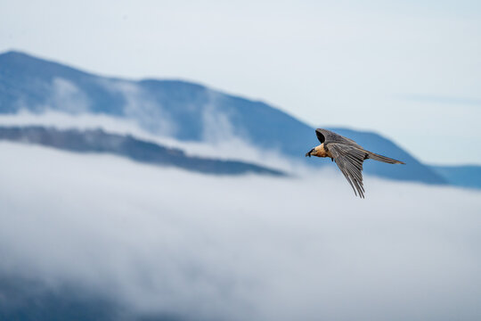 Bearded vulture (Gypaetus barbatus) photographed in Spain