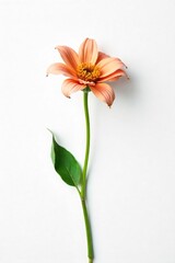 Obraz premium Wilted Flower Loneliness and Exhaustion, Solitude and Isolation against White Background