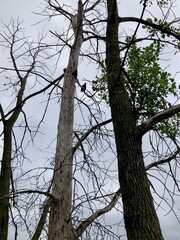 bald eagle perched in tree