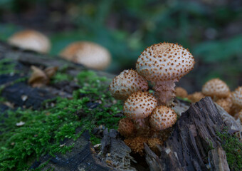 Mushrooms, growing on a tree trunk, royal mushrooms,  in the autumn forest.