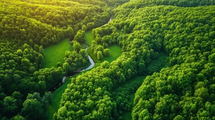 A beautiful aerial view of a lush green forest with a flowing, winding river, showcasing a peaceful and untouched natural landscape.