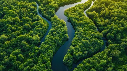 An aerial view of a vibrant green forest with a winding, snake like river flowing through it, creating a natural and serene landscape.