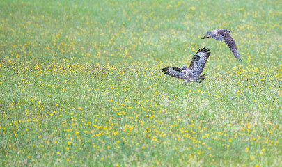 Ratonero, águila, rapaz, mojada en la lluvia y cazando, aguilucho lagunero en Cantabria