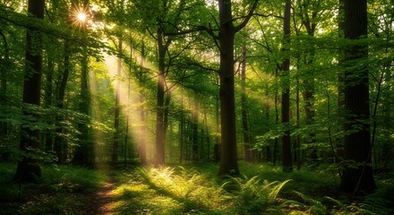 Obraz premium Dense green forest illuminated by sunlightNatural woodland with bright raysMorning sun in a peaceful fores