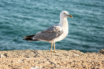 Close-up of a seagull standing on a stone wall by the sea, with ocean and blurred city buildings in the background under a clear blue sky