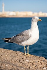 Close-up of a seagull standing on a stone wall by the sea, with ocean and blurred city buildings in the background under a clear blue sky