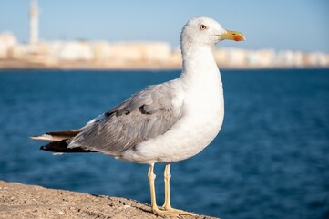 Close-up of a seagull standing on a stone wall by the sea, with ocean and blurred city buildings in the background under a clear blue sky
