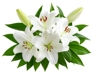 White Lilies in Loose Cascading Arrangement with Leaves, Angled Side View, Transparent Background