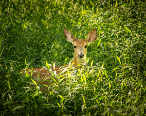 White tail deer in bushes