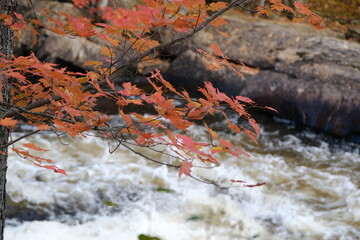 Autumn leaves with a river in the background