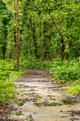 Fototapeta premium A forest path surrounded by towering trees and lush greenery