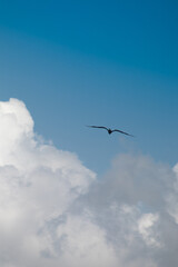ave volando al horizonte