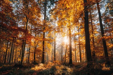 Obraz premium Stunning Autumn Forest with Warm Golden Sunlight and Foliage