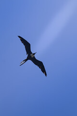 Gaviotas en vuelo