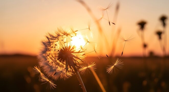 Close up of a dandelion seed head with seeds dispersing at sunset in a field landscape view