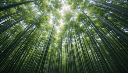 Dense bamboo forest with tall stalks reaching skyward and soft light filtering through canopy