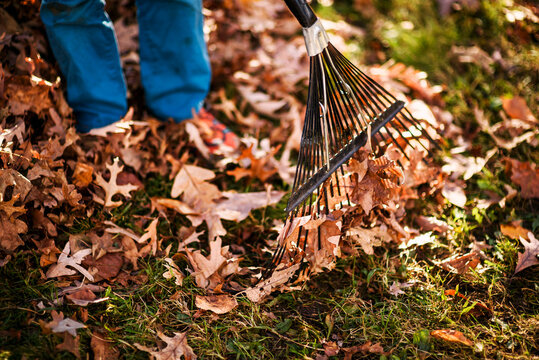 Close-up of a Boy standing in an autumnal garden raking the autumn leaves on the lawn, USA