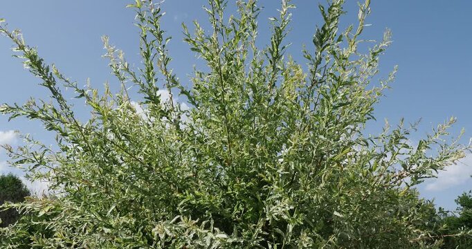 HarlekinWeide "Hakuro Nishiki" (Salix integra) mit Gr&uuml;n-wei&szlig; marmorierten Laub wird als Ziergeh&ouml;lz verwendet 