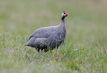 portrait of a Helmeted Guineafowl 