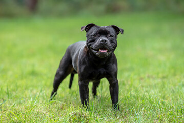 Beautiful black Staffordshire Bull Terrier posing on fresh green grass outdoors, looking at the...