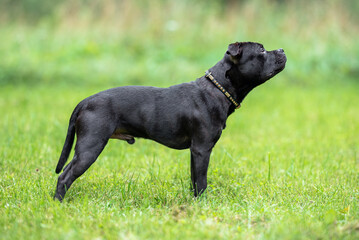 Beautiful black Staffordshire Bull Terrier posing on fresh green grass outdoors, looking at the camera with a happy expression and blurred natural background. Close-up high-quality pet portrait.