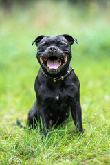 Naklejka premium Beautiful black Staffordshire Bull Terrier posing on fresh green grass outdoors, looking at the camera with a happy expression and blurred natural background. Close-up high-quality pet portrait.