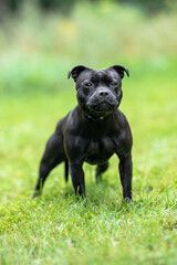 Beautiful black Staffordshire Bull Terrier posing on fresh green grass outdoors, looking at the camera with a happy expression and blurred natural background. Close-up high-quality pet portrait.