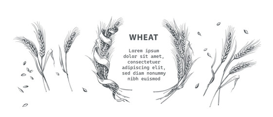 Set isolated vector illustration. Cut stalks of wheat isolated on a white background. Wheat malt for the production of beer. Beautiful woman farmer holding a wheat. Bakery shop. Wheat bouquet.