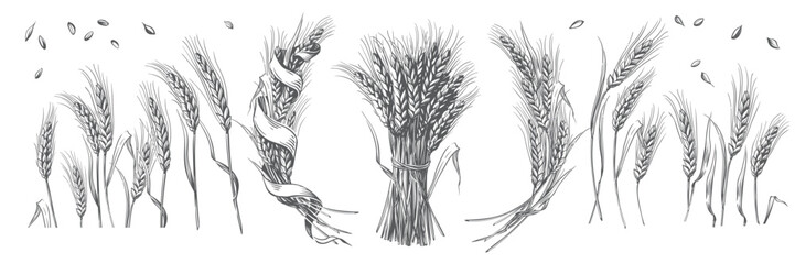 Cut stalks of wheat isolated on a white background. Wheat malt for the production of beer or whiskey. Vector illustration in vintage engraving style. Wheat wreath with ribbon. Wheat bread. © marssinka