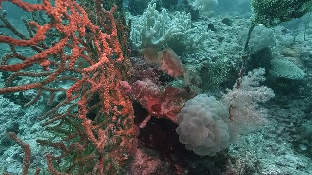 Longhorn cowfish - Lactoria cornuta - hides carefully behind a red coral, using its bright body and horns as camouflage in the reef. Check my portfolio for more cowfish footage.
