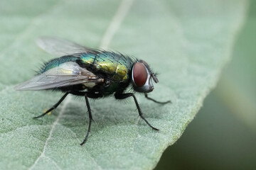 Detailed closeup on a Common European bottle fly, Lucilia sericata on a green leaf