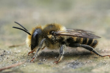 Detailed closeup on a male leafcutter bee, Megachile species on a piece of wood