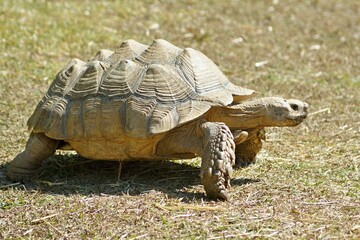 African spurred tortoise walking on dry grass in a sunny day
