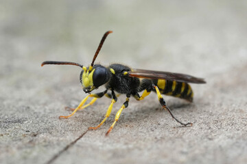 Closeup on a bright colored Sand Tailed Digger Wasp, Cerceris arenaria