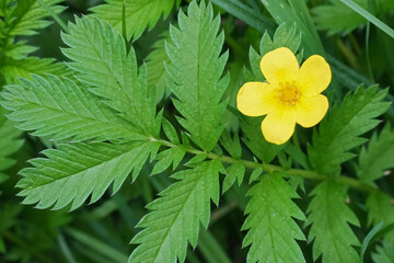 Closeup on foliage and a single Silverweed,  flower,  Potentilla anserina