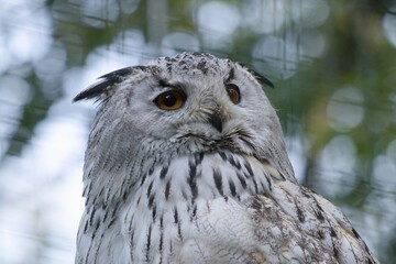 snowy owl portrait