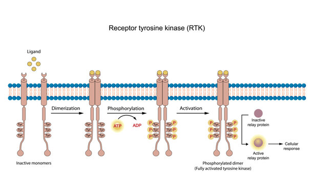 Tyrosine kinase receptor, RTK. Dimerization, phosphorylation, activation. Cell membrane receptors for ligands as growth factors and cytokines. Insulin receptor. Vector illustration.	