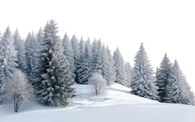 Snowy forest, winter landscape, pine trees covered in snow, isolated on a white background, detailed, PNG photo stock.