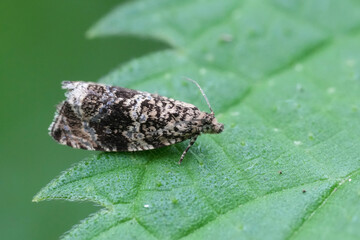 Closeup on a small tortricid moth, Celypha lacunana, on a green leaf