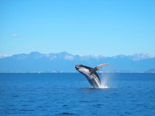 Fototapeta premium 海面から飛び出すザトウクジラ 青い海と空 背景に山々 躍動感ある光景