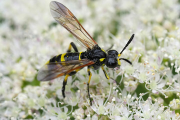 Closeup on a black and yellow striped sawfly, Tenthredo thompsoni, on a white flower