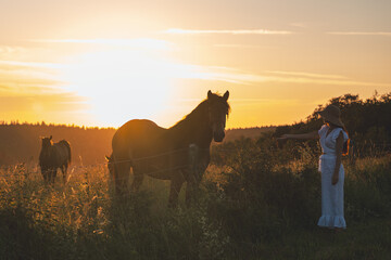 Obraz premium A horse in a meadow in the mountains of Poland