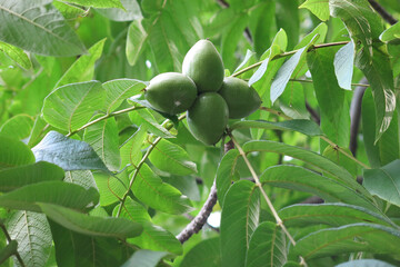 Manchurian walnut, or the Doumbey walnut (Juglans mandshurica), is a species of deciduous monoecious trees or shrubs of the genus of nuts (Juglandaceae)