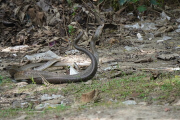 Two Indian cobra is in their mating ritual, their natural habitat
