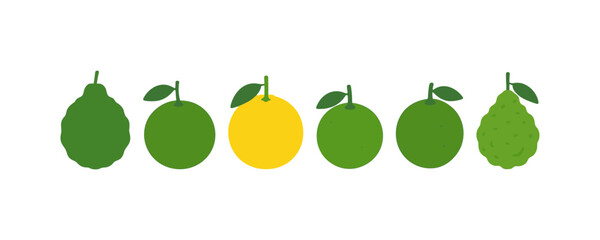 Flat citrus fruits collection with lemons and limes in minimalist style