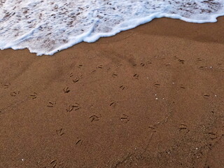 Bird tracks on sandy beach with incoming waves near shore  